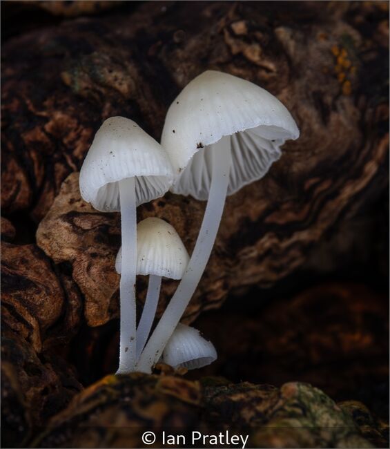 Delicate Little Toadstools