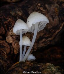Delicate Little Toadstools