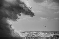 Monster Wave Chasing A Seagull