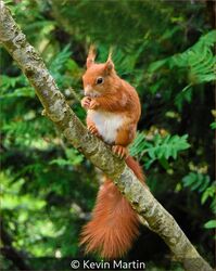 Squirrel