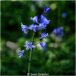 Bluebells From My Garden