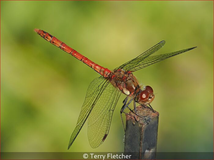 Narrow Bodied Dragonfly