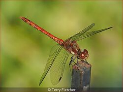 Narrow Bodied Dragonfly