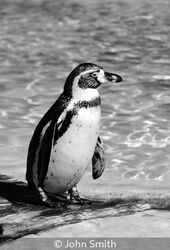 Penquin By The Pool