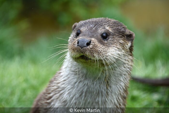 Otter