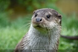 Otter