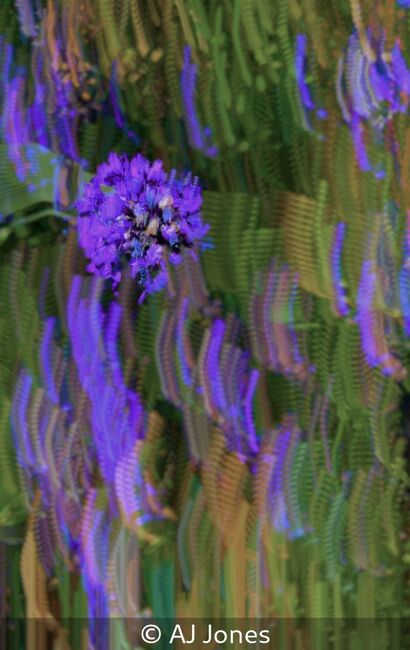 Lavender