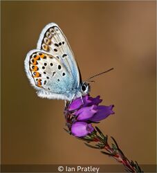 Silver-studded Blue