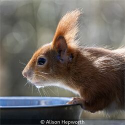 Red Squirrel