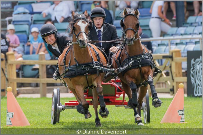 Hickstead Scurry Ponies