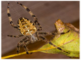 The Spider and the Leaf