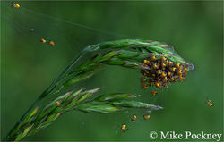 Baby Spiders