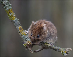 Bank Vole