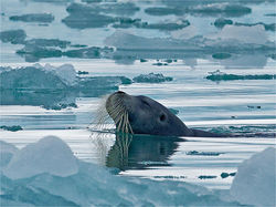 Bearded Seal