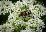 Bea Beetle on Unbellifer