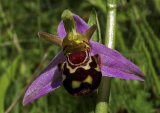 Bee Orchid