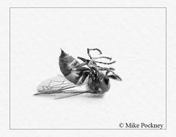 Beware of the sting