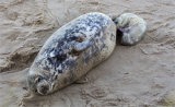 Birth of a Grey Seal