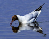 Black Headed Gull