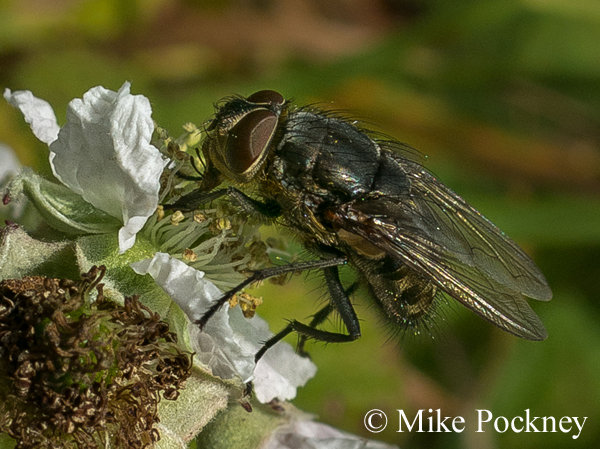 Blowfly