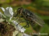 Blowfly