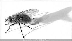 Common House Fly