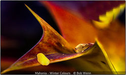 Mahonia - Winter Colours