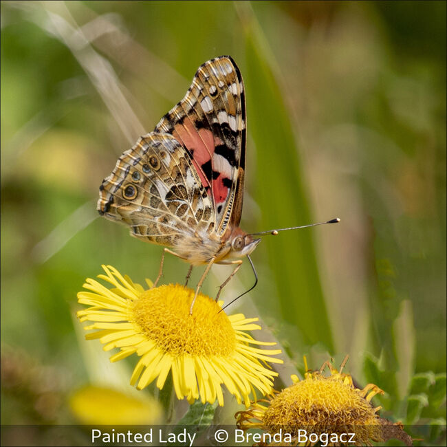 Painted Lady