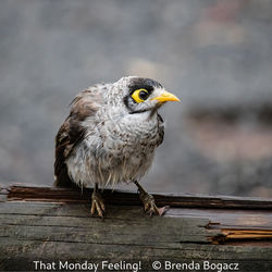 That Monday Feeling!