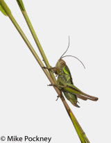 Bush Cricket on Grass