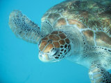 Caribbean Sea Turtle