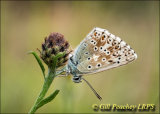 Chalkhill Blue on Knapweed