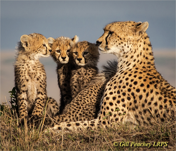 Cheetah and Cubs
