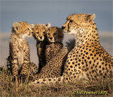 Cheetah and Cubs