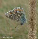 Common blue (Polyommatus icarus)