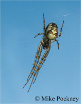 Common Orb Weaver Spider