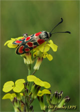 Crepuscular Burnet Moth