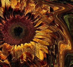 DESIGN - Hot Dry Summer Sunflower