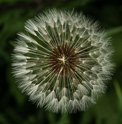 Dandelion