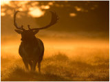 Early Morning Red Deer Stag