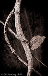 Entwined