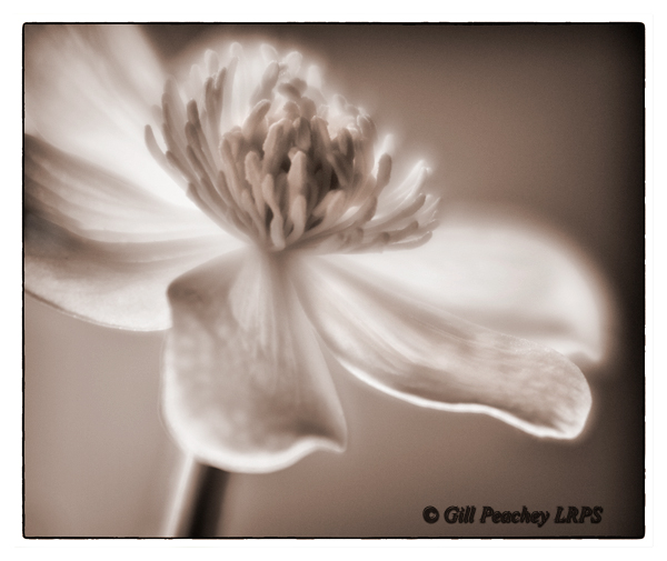 Ethereal Bloom