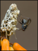 Fly caught in a web