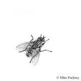Fly on the Wall