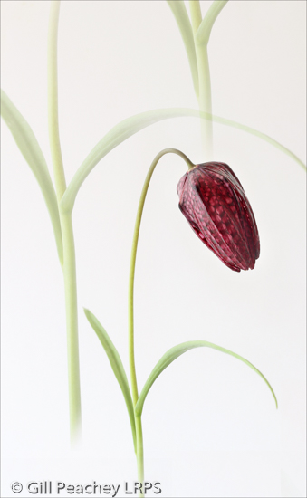 Fritillary Curves