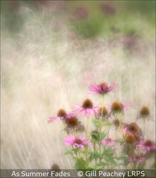As Summer Fades