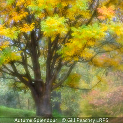 Autumn Splendour
