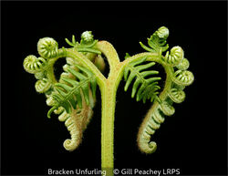 Bracken Unfurling