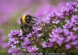 Bumblebee Feeding On Thyme