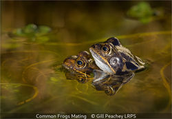 Common Frogs Mating